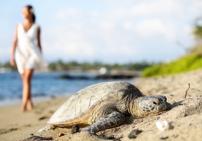 See Nature in Action During Sea Turtle Nesting Season