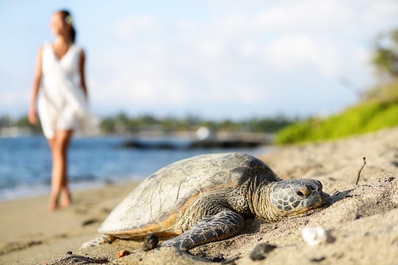 See Nature in Action During Sea Turtle Nesting Season