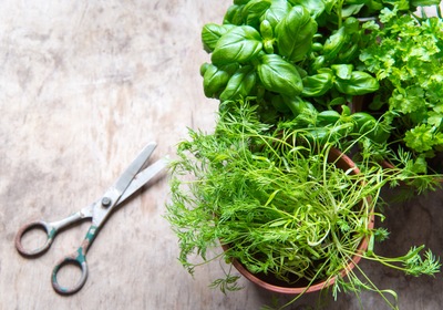 Celebrating National Garden Month in Ormond Beach Florida New Homes – 6 Fun Herbs You Can Grow