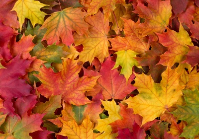 Celebrate Fall in Ormond Beach