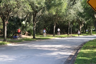 Tree Lined Boulevards in the morning