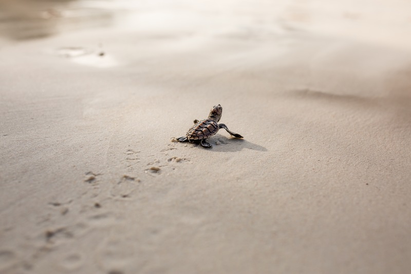 How to Prepare for Sea Turtle Nesting Season