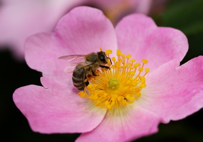 5 Bee-Friendly Plants for Your Florida Garden