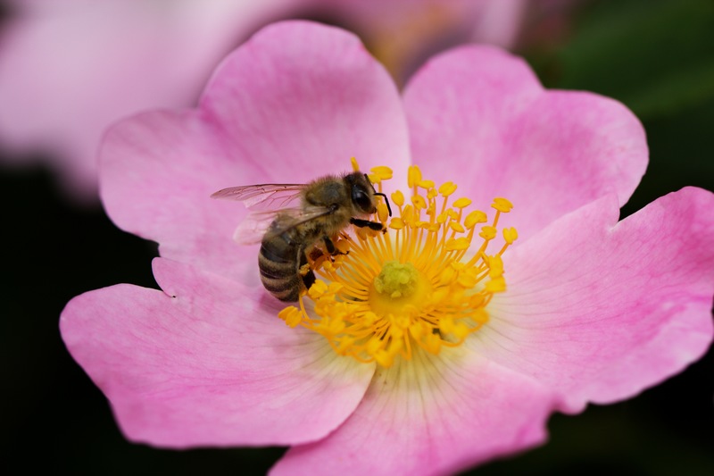 5 Bee-Friendly Plants for Your Florida Garden